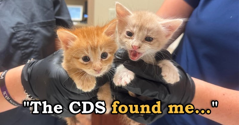 story about a person rescuing two kittens stuck in the heat and under a cinderblock | thumbnail includes one picture of vets holding two ginger kittens 'The CDS found me...'