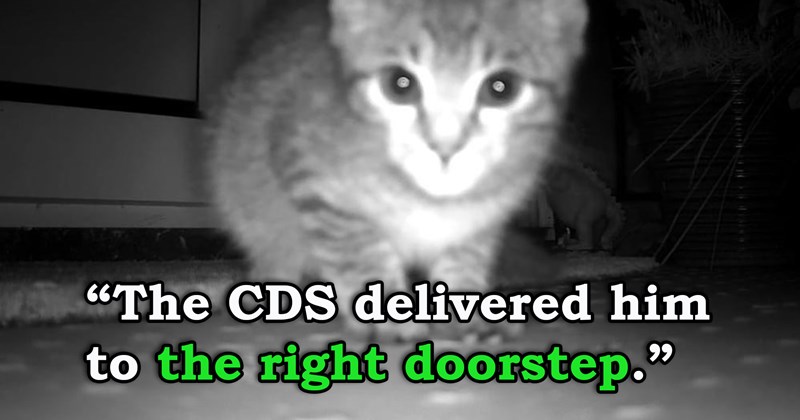 story about a person adopting their seventh cat after their other cats found it | thumbnail includes one black and white security image of a kitten leaning close to the camera 'The CDS delivered him to the right doorstep'