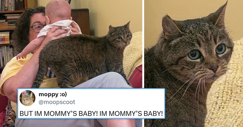 viral cat tweets from X | thumbnail includes one picture of a woman holding a baby and a cat sitting on top of the woman and one tweet 'moppy :o) @moopscoot BUT IM MOMMY'S BABY! IM MOMMY'S BABY!'