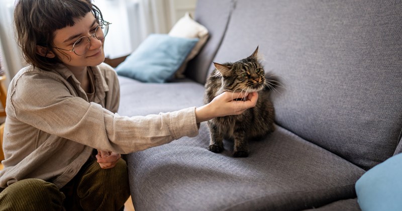 employment issues workplace-stories Cats entitled people cat sitting Cats - 46537733