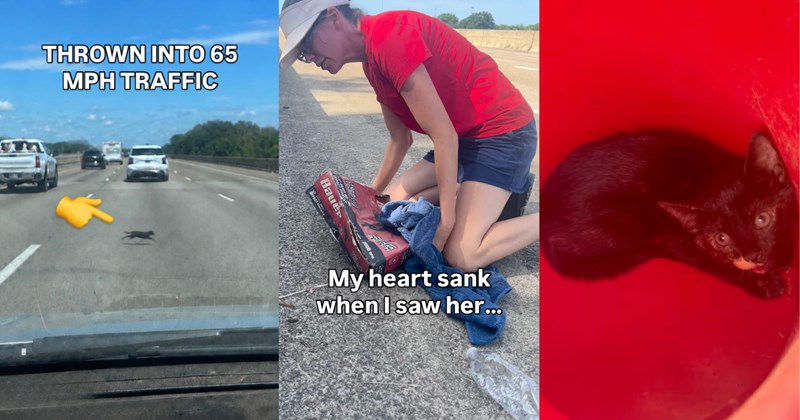 Story of dumped kitten rescue from a highway | Thumbnail includes one picture of a kitten running across a highway including 'THROWN INTO 65 MPH TRAFFIC', one picture of a woman crouching over a box including 'Bauer My heart sank when I saw her...', and one picture of a kitten in a red bucket 
