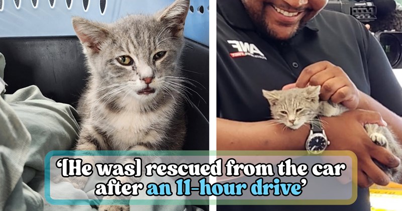 Story of kitten rescue from under university student's car after 800-mile drive | Thumbnail includes one picture of a rescue kitten in a cat carrier, one picture of a man holding a kitten, and one picture of text including '‘[He was] rescued from the car after an 11-hour drive’'