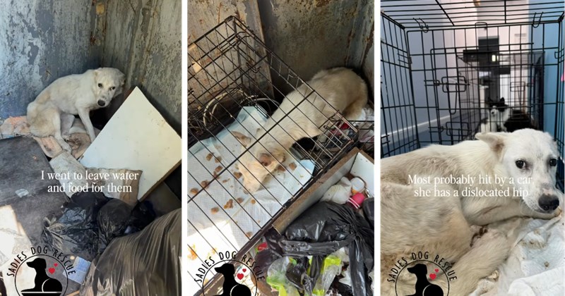 abandoned instagram animal rescue doggo rescued Video abandoned-dog Dog Rescue dogs of instagram rescue Rescues & Adoption - 46540293