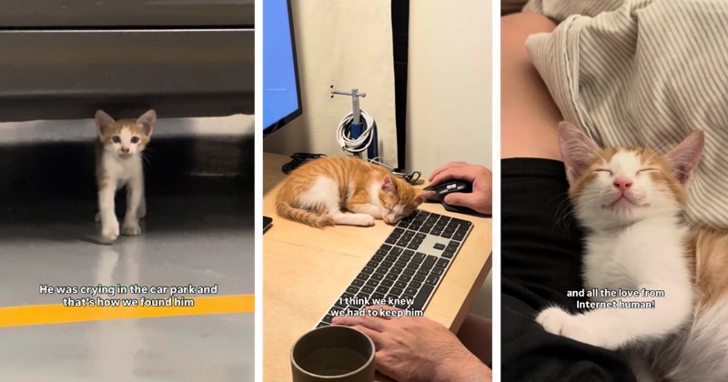 kitten animal rescue Happy Kitten cat rescue orange cats kitten rescue cute cat cat videos Video baby cats rescue Cats - 46540549