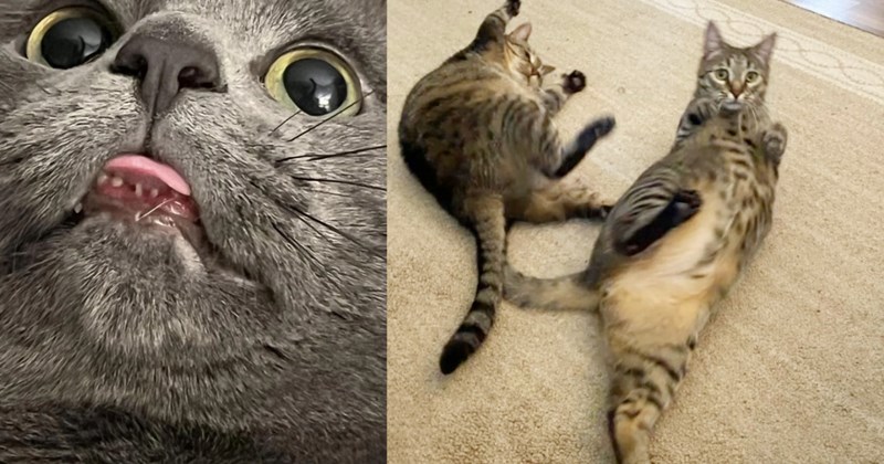 27 Purrfectly Timed Pics of Cat Child Chaos fur When you’ve Tripped Over your Shoelace Need to Feel Graceful | thumbnail includes two images one image shows a gray cat sticking its tongue out, the other image shows two tabby cats flopped over on back on floor