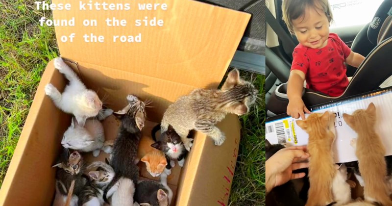 14 kittens found in box by mom child given refuge in family home after shelters full, giving family tough task finding furever homes fostering until every last cat gets family their own: ‘I’m glad all the kitties are in a safe home.’ | thumbnail includes two images one image shows fourteen kittens in cardboard box ‘These kittens were found on the side of the road’, the other image shows a young child playing with two ginger kittens in car