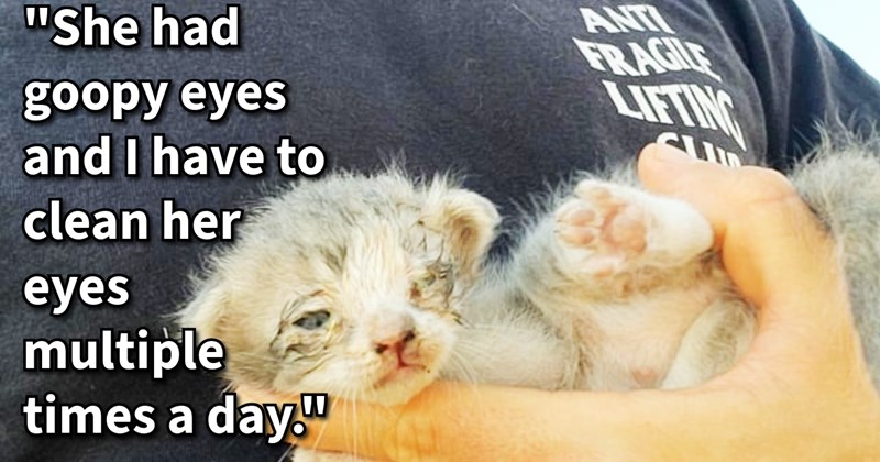2 week old goopy-eyed kitten scooped out of gutter by cat lover who bottle fed babied her until she doubled weight took up all the space in her rescuer’s heart | thumbnail includes one image which shows a gray and white kitten with goopy eye being held in mans arms ‘“She had goopy eyes and I have to clean her multiple times a day.”’