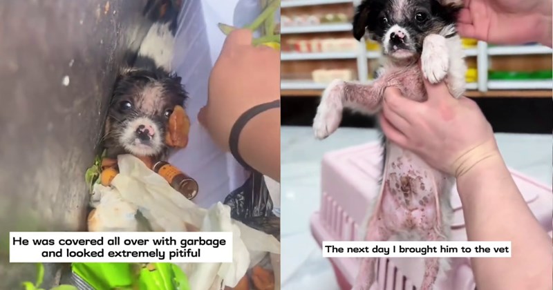 Tiny puppy uncovered from underneath piles of food waste after rescuer heard yelping miraculously given clean bill of health approval begin new life of love with new pawrent: ‘I just can’t figure out why anyone would abandon him.’ | thumbnail includes two images one image shows a black and white puppy in trash covered by food ‘He was covered all over with garbage and looked extremely pitiful’, the other image shows a black and white puppy being held up ‘The next day I brought him to the vet’
