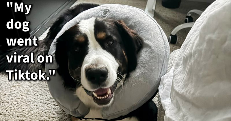 Young dog sparks outrage in online community after mysteriously falling pregnant choosing to terminate it prematurely, but undeterred by haters: ‘Ruthie has reviewed feedback decided to remain alive enormous out of spite.’ | thumbnail includes one image which shows a black and white dog wearing a soft cone smiling ‘“My dog went viral on Tiktok.”’