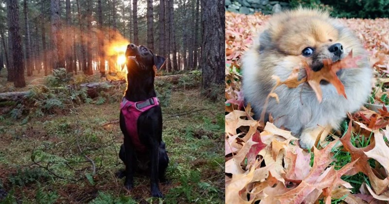 21 Awwdorable Autum Pupper Pics fur Hoomans Who’ve Had Enough of Heat Can’t Wait Winter Come | thumbnail includes two images one image shows black dog sitting in forest sunset behind, the other image shows a pomeranian playing in dry leaves 
