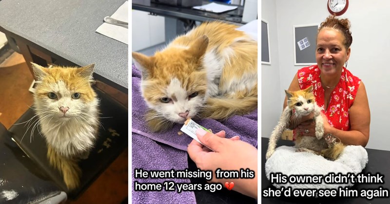 story about a cat being adopted with its owner after missing for 12 years and being mad about it | thumbnail includes three pictures of a dirty cat being fed and petted 'He went missing from his home 12 years ago' 'His owner didn't think she'd ever see him again'