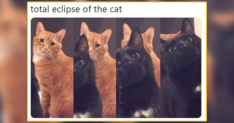 funny and wholesome cat memes | thumbnail includes one meme of a collage of pictures of a black cat stepping in front of a ginger cat 'total eclipse of the cat'