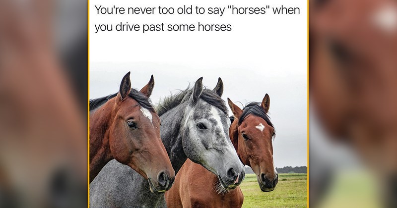 funny and wholesome animal memes | thumbnail incluedes one meme of a three horses 'You're never too old to say "horses" when you drive past some horses'