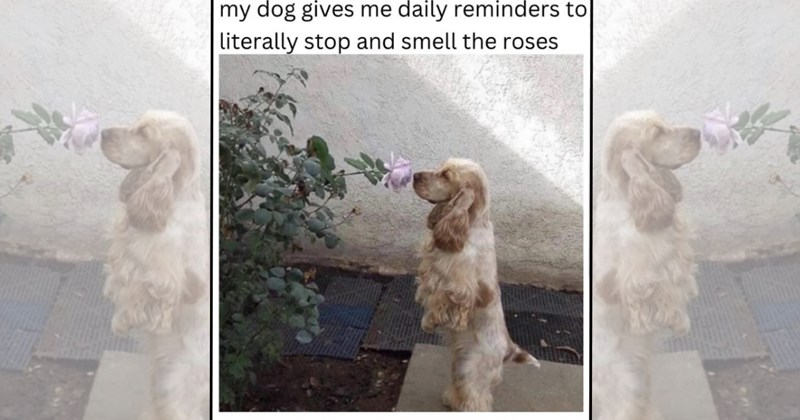 wholesome dog memes silly dogs funny dogs derpy doggos Doggos - 46548741