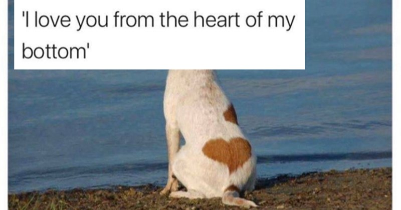 27 Wholesome Dog Memes Determined Fill You with Good Vibes Shoo Away your Fursday Freakout | thumbnail includes one image which shows a dog sitting by the water edge with heart shape in fur ‘I love you from the heart of my bottom’