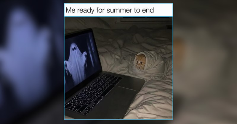 22 Cozy Cat Memes in Transport You to Snowly Winter Sleepiness 
