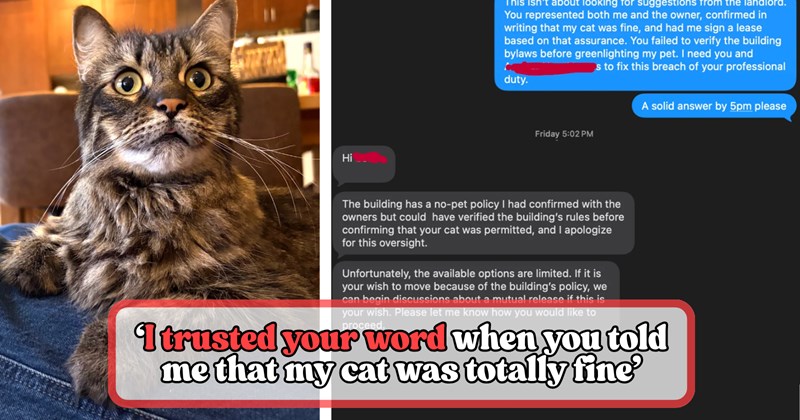 Story of cat owner moving into new condo and finding out her cat is not allowed | Thumbnail includes one picture of a cat, and one picture of a text message conversation including 'Hi This isn't about looking for suggestions from the landlord. You represented both me and the owner, confirmed in writing that my cat was fine, and had me sign a lease based on that assurance. You failed to verify the building bylaws before greenlighting my pet. I need you and s to fix this'