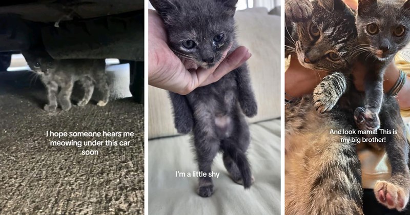 stray cats new pet rescued kitten cat adoption kitten wholesome animals cat rescue Cat distribution system Cats Rescues & Adoption - 46553861