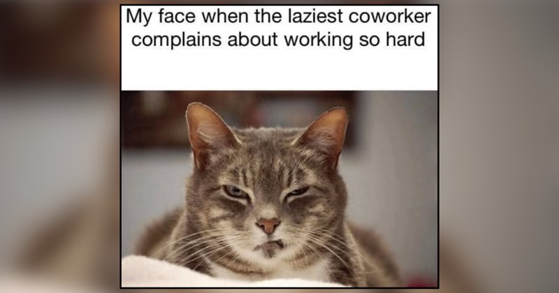 28 cat memes | thumbnail includes one meme and one picture of text including 'My face when the laziest coworker complains about working so hard' 