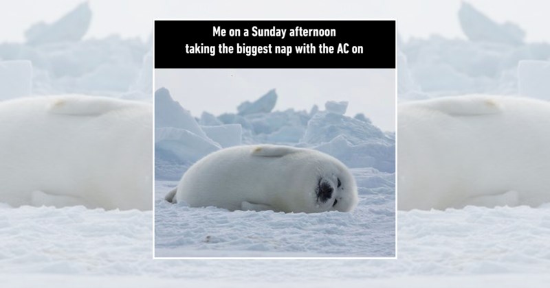 wholesome heartwarming cozy ac nap memes warm Funny Memes - 46561029