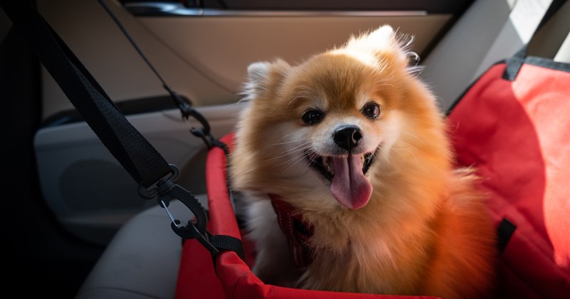 wholesome dogs heartwarming summer cute doggo animals entitled people Doggos - 46562821