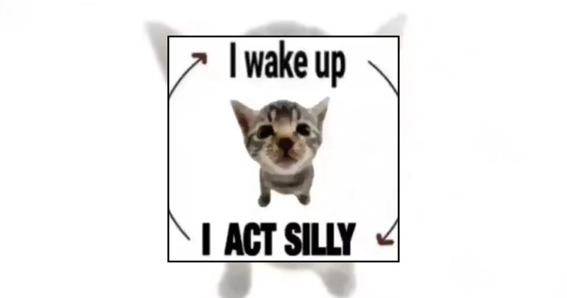 funny kittens tiny cats adorable kittens soft kitten memes wholesome cat memes cute kittens wholesome kittens kitten memes cat memes baby cats cat lovers Cats - 46564101