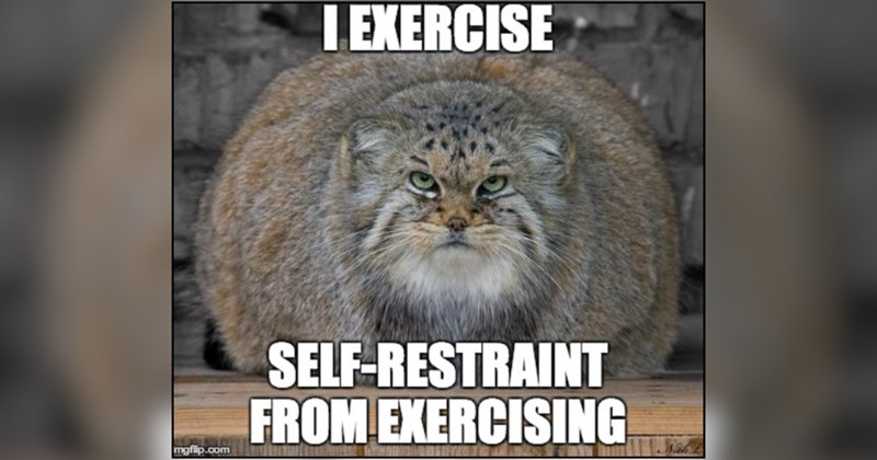 28 cat memes | thumbnail includes one meme and one picture of text including 'LEXERCISE SELF-RESTRAINT FROM EXERCISING' 