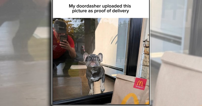 humor wholesome dogs pet parents fur family pets cat people puppies kitten doggo comedy Cats funny animals Funny Animals - 46567173