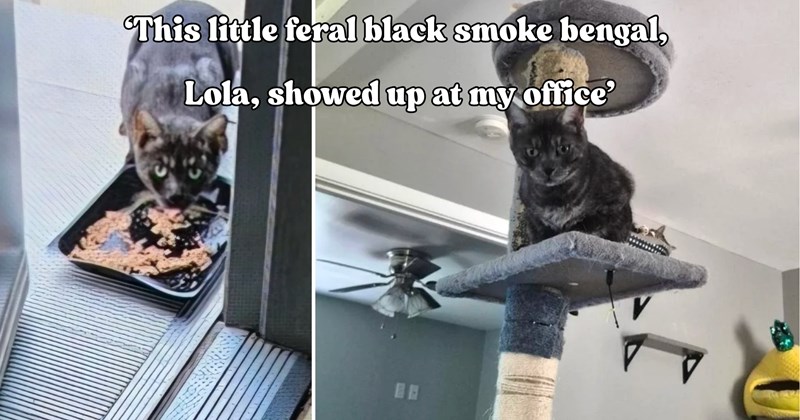27 pictures of cats and text | thumbnail includes two pictures of a cat and one picture of text including '‘This little feral black smoke bengal, Lola, showed up at my office’' 