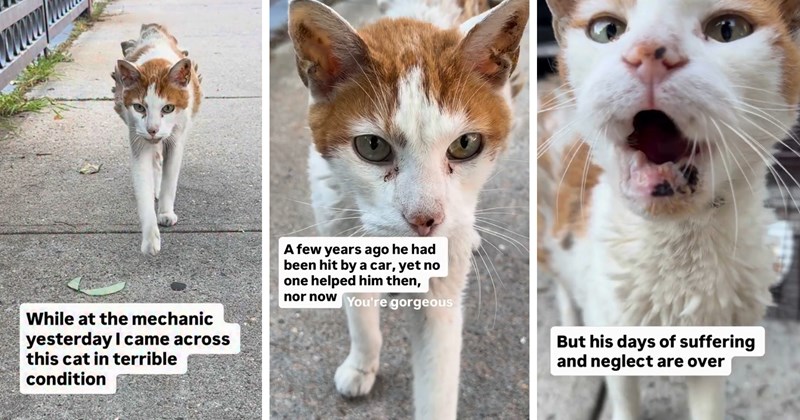story about a stray cat who has been hit by a car and has been neglected for years finally getting rescued | thumbnail includes three pictures of an old injured calico cat outside 'While at the mechanic yesterday I came across this cat in terrible condition' 'A few years ago he had been hit by a car, yet no one helped him then, nor now You're gorgeous' 'But his days of suffering and neglect are over'