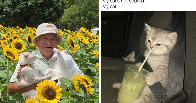 The best tweets memes and stories from ICanHasCheezbuger this week | thumbnail includes one picture of a man holding two fighting cats in a sunflower field and a meme of a kitten drinking from a plastic cup in a car 'My cat's not spoiled. My cat: @the_pizzacat'