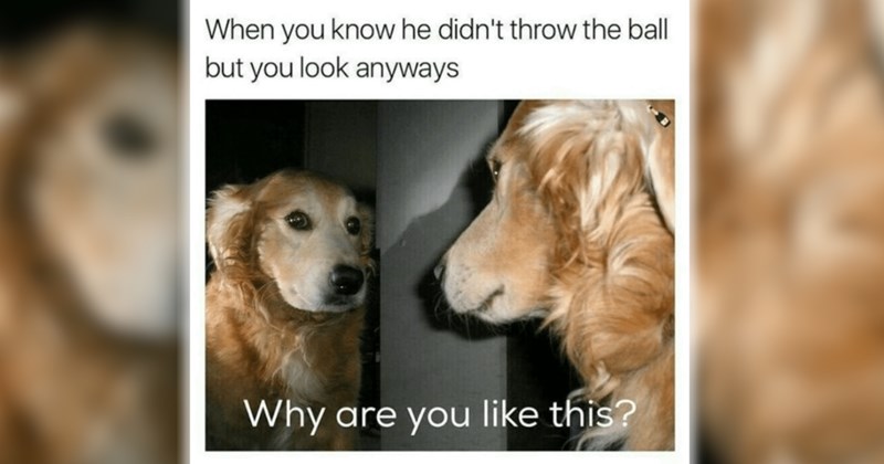 wholesome dogs cute dogs Awwdorable dog memes puppies funny dog memes funny memes Memes funny dogs lol hissterical funny animals pawdorable Doggos - 46575365