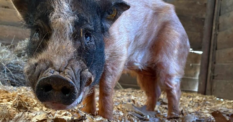 Story of pot belly pig rescue in Morganton, North Carolina | Thumbnail includes one picture of a pig in a farm stable