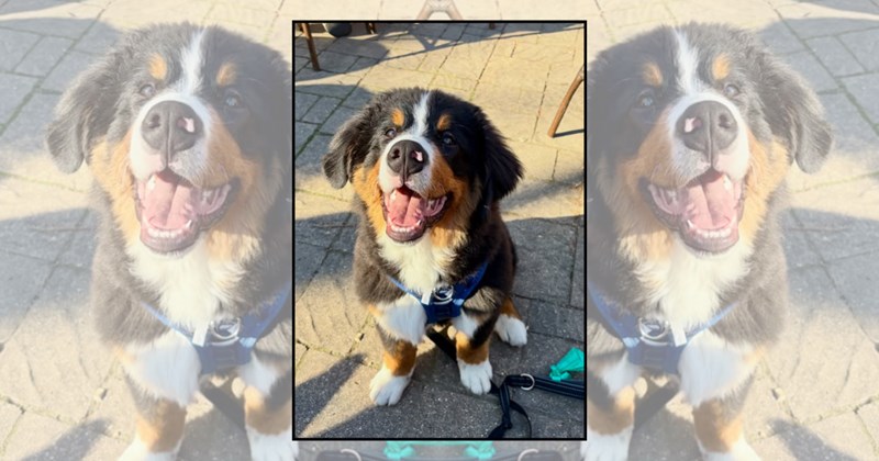 wholesome dog heartwarming adorable dogs smiling doggos Doggos - 46576133