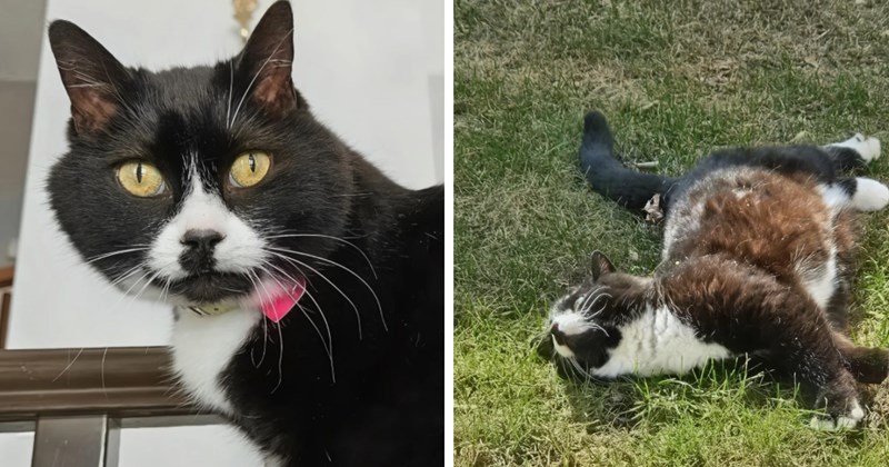 Tiny kitten darts between moving cars until one woman pulls over to save her, discovering a unique heart-shaped marking on her chin