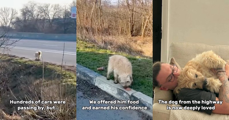 Story and video of a dog rescue from highway and adoption | Thumbnail includes one picture of a dog running on a highway including 'Hundreds of cars were passing by, but...', one picture of a dog eating including 'We offered him food and earned his confidence', and one picture of a dog cuddling with a man including 'The dog from the highway is now deeply loved'