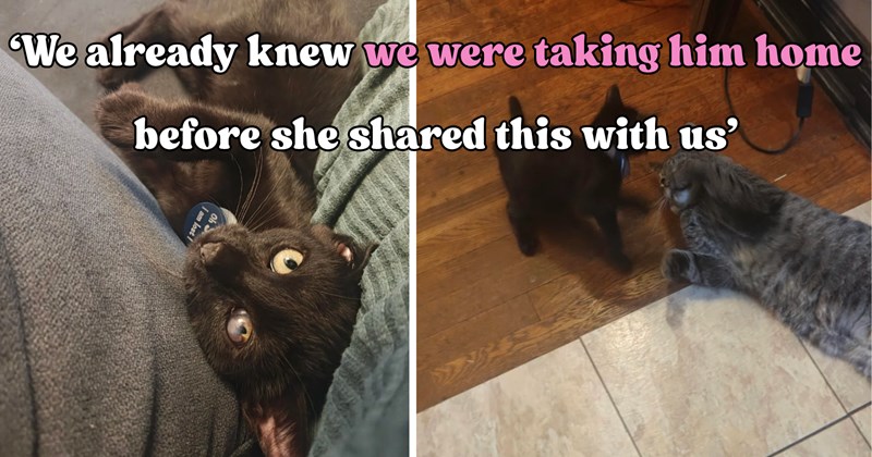 27 pictures of cats and text | thumbnail includes two pictures of a cat and one picture of text including '‘We already knew we were taking him home before she shared this with us’' 