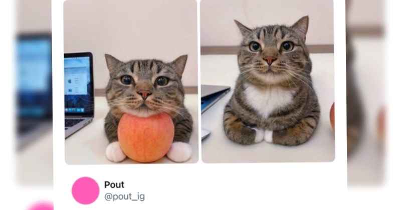 heartwarming Memes happy animals Cats - 46582277