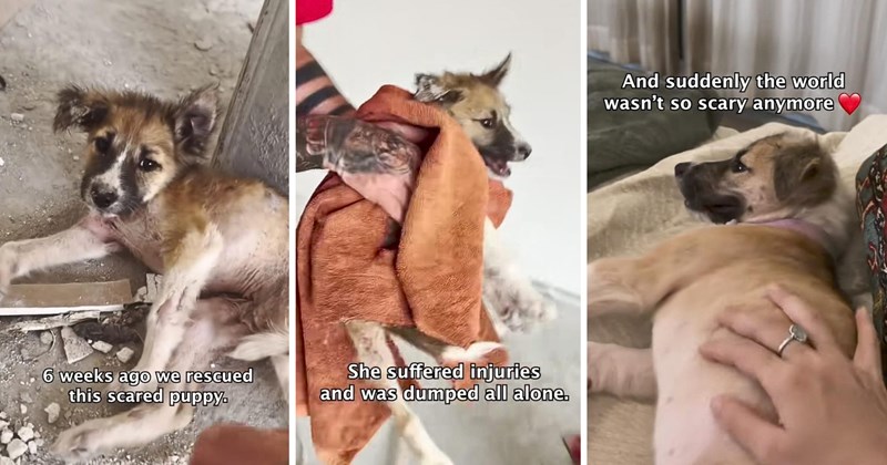 scared dog wholesome dog puppy rescue puppy transformation injured puppy construction site animal rescue wholesome animals viral animal rescue video happy rescue story dog adoption abandoned-dog Dog Rescue Rescues & Adoption - 46585093