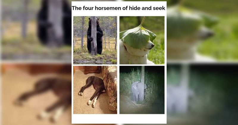 The Best Heartwarmingly Wholesome Memes and Posts of the Week (August 27, 2026)