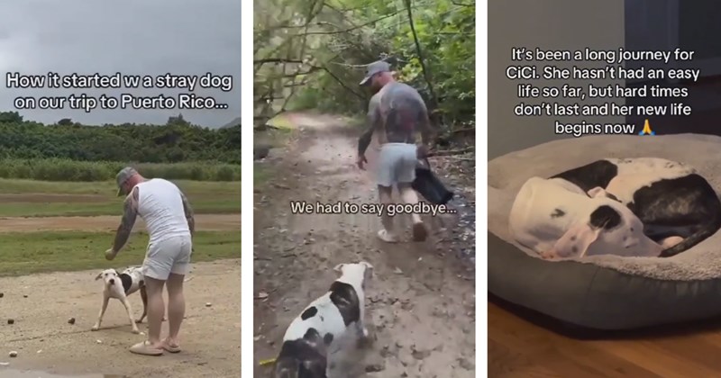 Couple falls in love with stray dog in Puerto Rico, they use their social media following to help fly her to Philly to start her new life