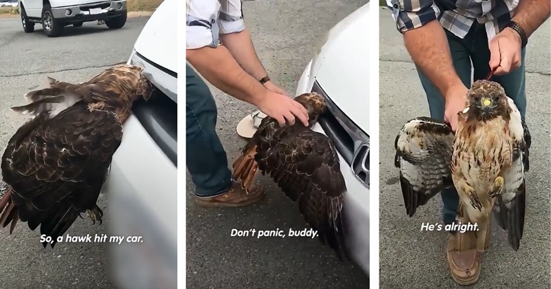 Beautiful hawk gets stuck in car grill, kind driver pulls over to save his life in heartwarming story of rescue