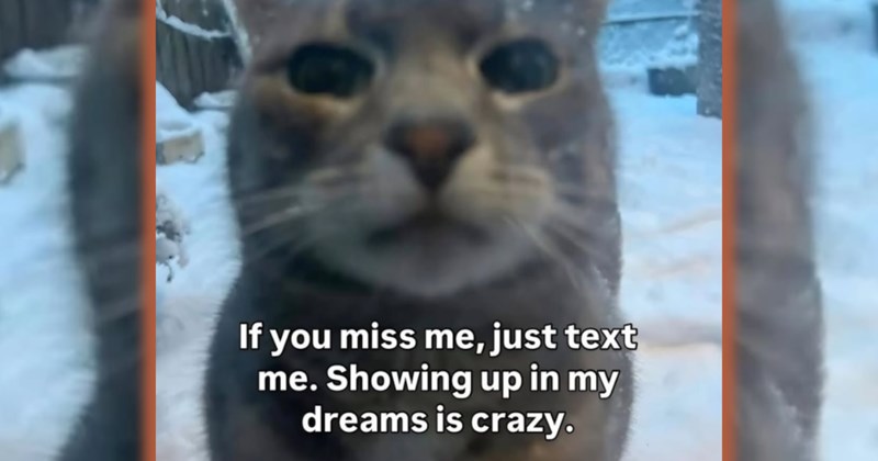 Cats wholesome hilarious funny memes purrfect Memes cute cats funny cats feline hissterical funny felines Cats funny animals pawdorable cat memes - 46590469