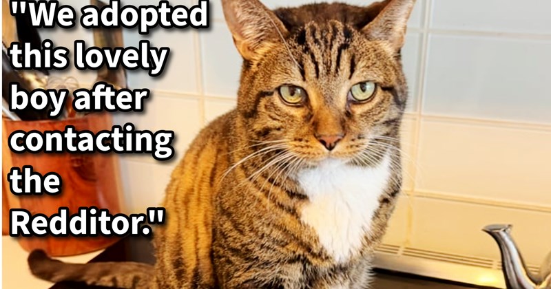 Neglected senior cat saved from sad life when family member fosters feline from aunt and discovers cat’s ill health, cat community comes together to find kitty furever home: ‘We are happy to give him a loving forever home with lots of snuggles and toys!!’ | thumbnail includes one image which shows a tabby cat sitting on hob ‘“We adopted this lovely boy after contact the Redditor.”’