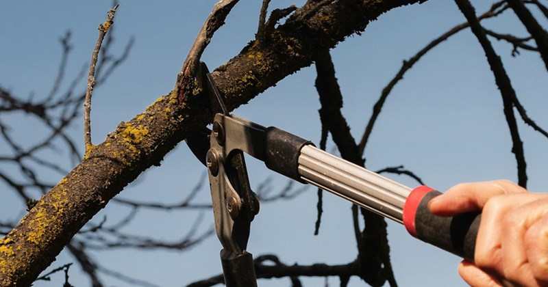 A hand holding gardening shears, pruning the branch of a tree.