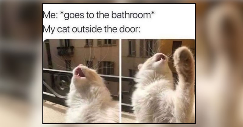 28 cat memes | thumbnail includes one meme and one picture of text including 'Me: *goes to the bathroom* My cat outside the door:' 