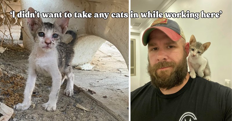 38 pictures of cats and text | thumbnail includes two pictures of a cat and one picture of text including '‘I didn’t want to take any cats in while working here’' 