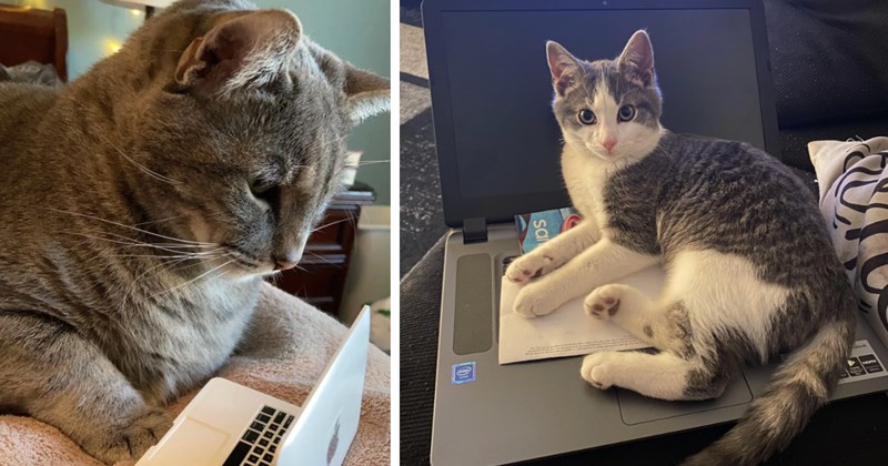 29 cat pictures | thumbnail includes two pictures of cats 