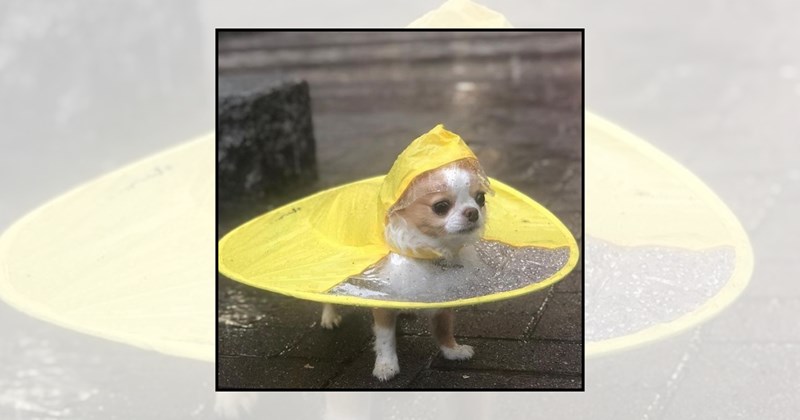 Doggos stylish dogs cute dogs rainy day cute doggos dog raincoat going for a walk puppies rainy week walkies doggo rainy day walk dog lovers rain dogs in raincoats dog pictures - 46598661