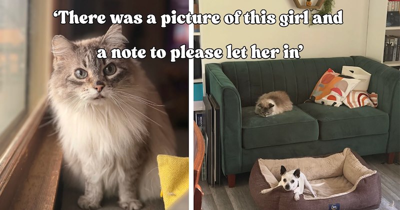 29 pictures of cats and text | thumbnail includes two pictures of cats and one picture of text including '‘There was a picture of this girl and a note to please let her in’' 